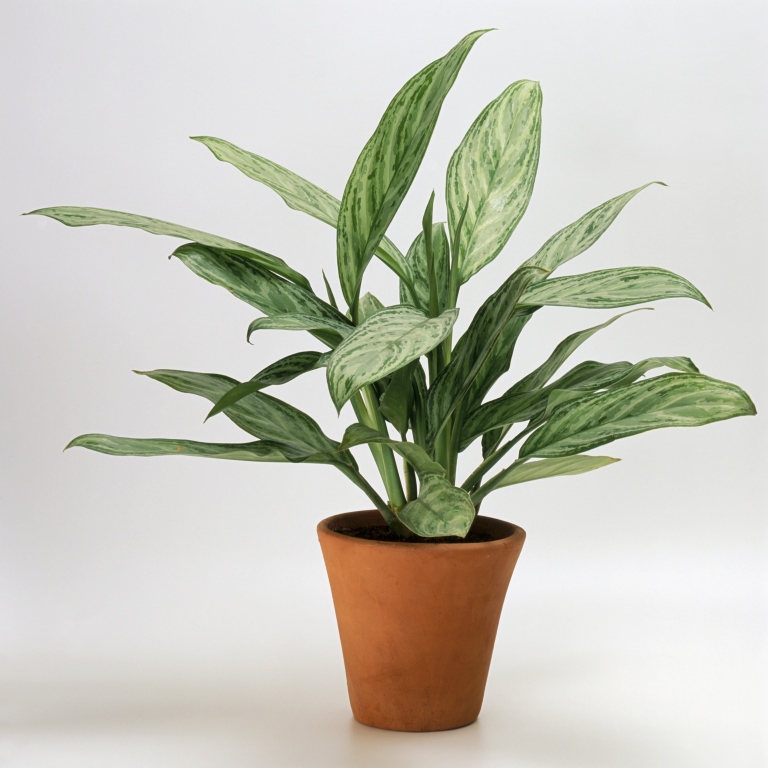 How To Green Your Home houseplants that don't need much water - hard to kill houseplants How To Green Your Home houseplants that don't need much water - hard to kill houseplants
