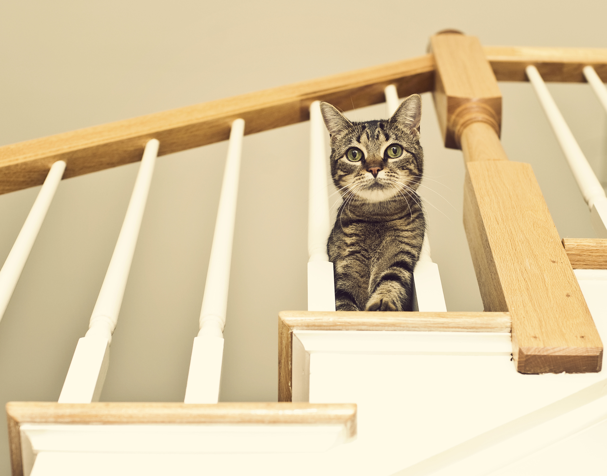 Is This Cat Walking Up or Down the Stairs? Viral Optical