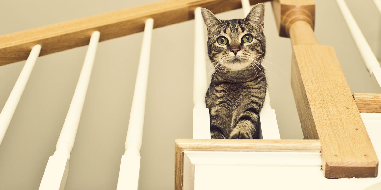 Is This Cat Walking Up or Down the Stairs? Viral Optical