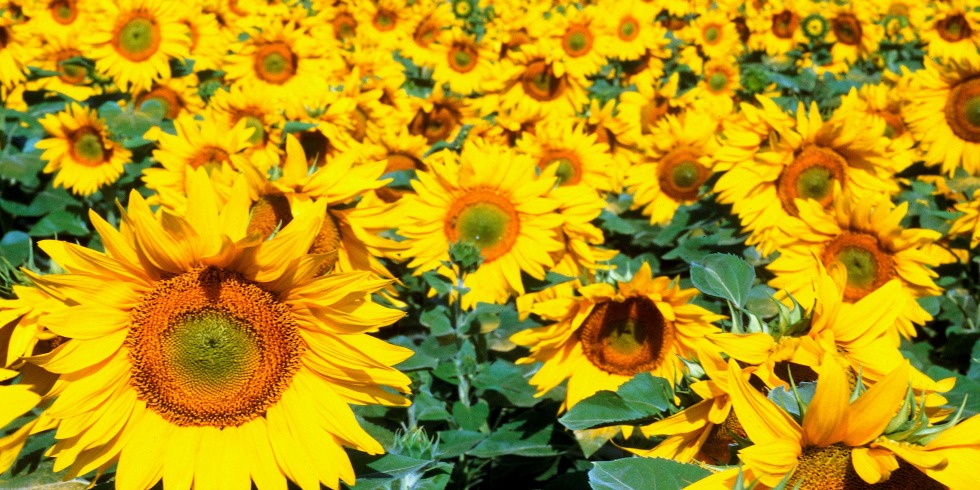 Sunflower Facts - Things You Didn't Know About Sunflowers