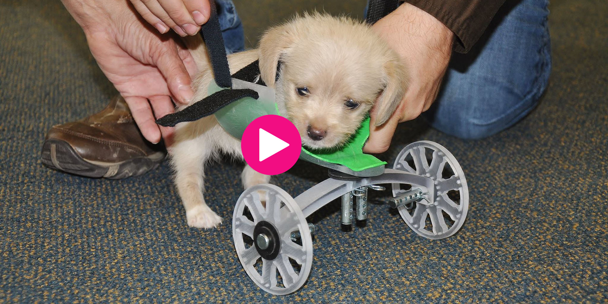 Puppy Born Without Front Legs Takes First Steps With Wheelchair