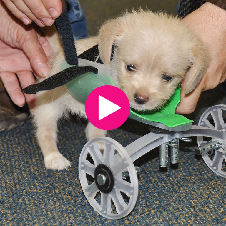 Puppy Born Without Front Legs Takes First Steps With Wheelchair
