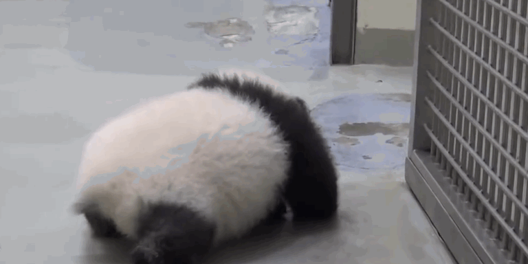 [Obrazek: gallery-1451584156-panda-crawling-index.gif]