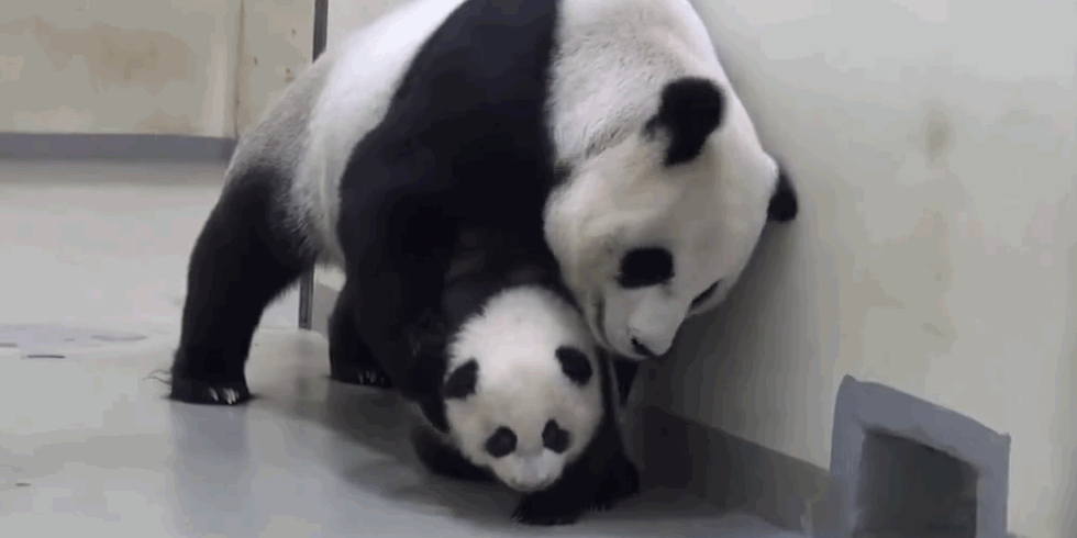 http://ghk.h-cdn.co/assets/15/53/980x490/landscape-1451583669-panda-mom-bed.gif