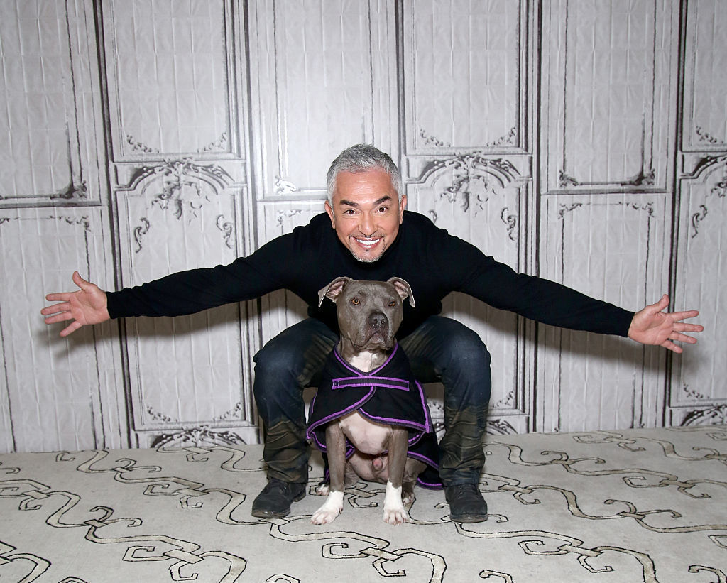 cesar millan dog sleeping in bed