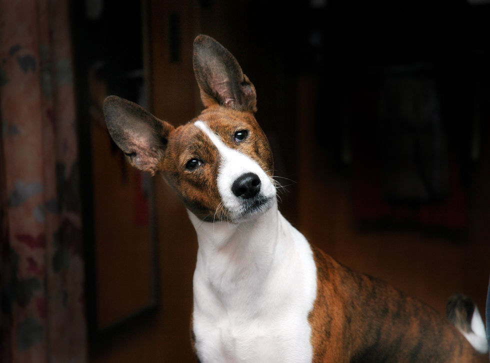 small dogs with small breeds small dogs with small breeds