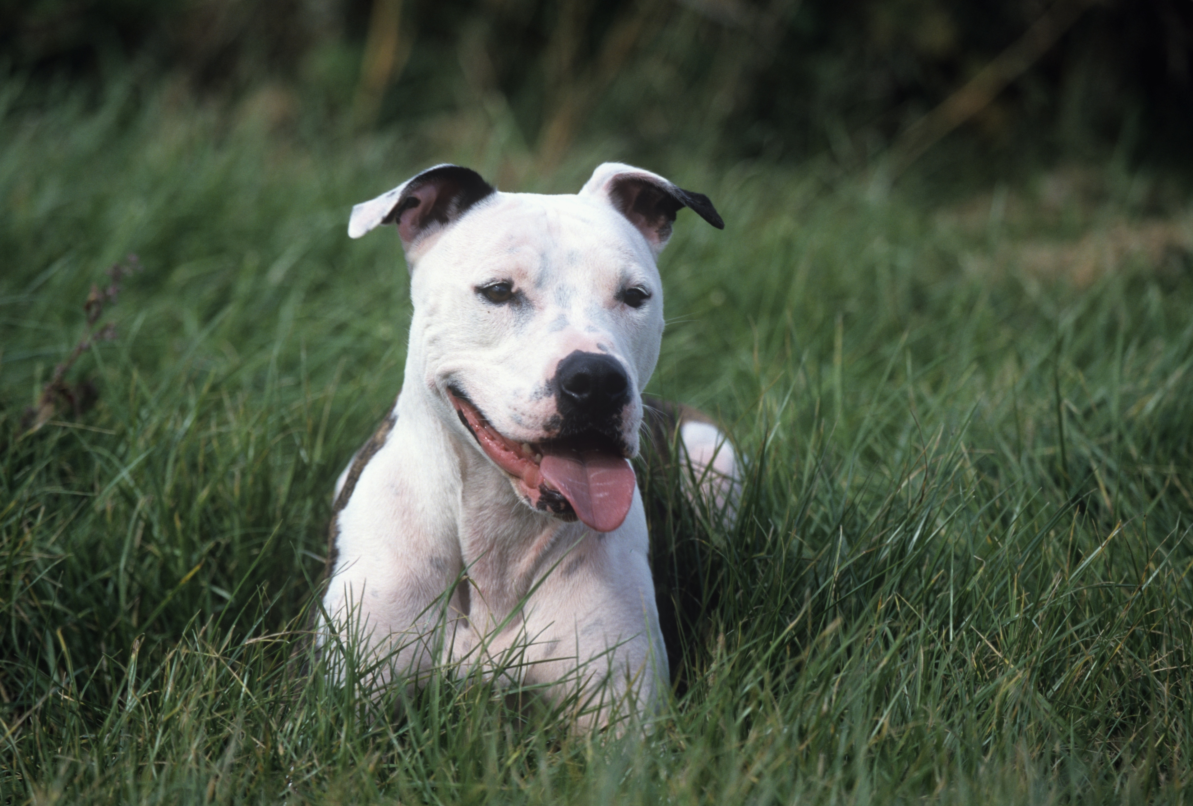 cutest big breeds large breeds www pixshark images galleries with a bite cutest big breeds large breeds www pixshark images galleries with a bite