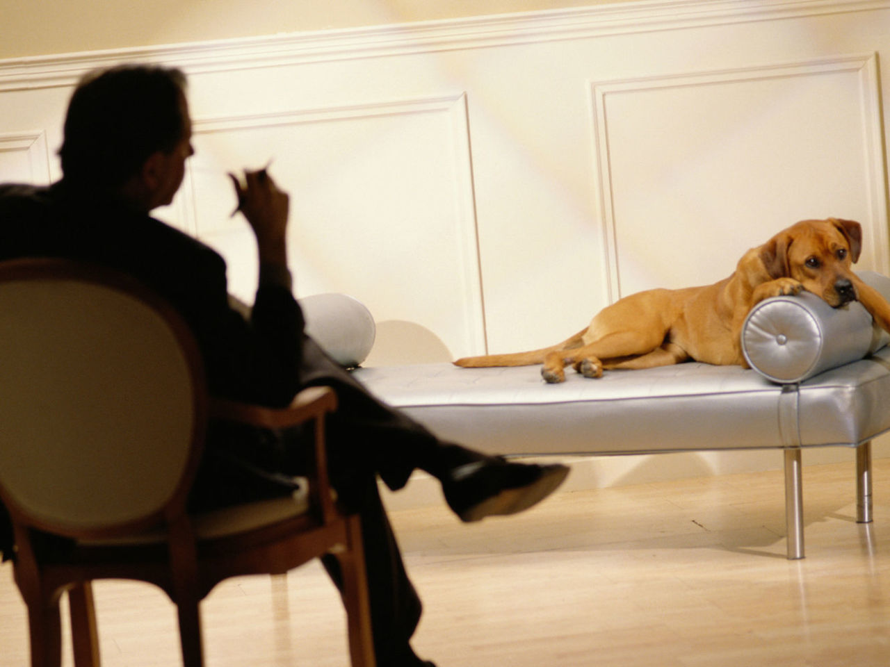 Why Does My Dog Dig In Corners