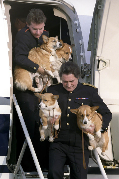 80 Years of the Queen's Royal Corgis - Queen Elizabeth's Dogs