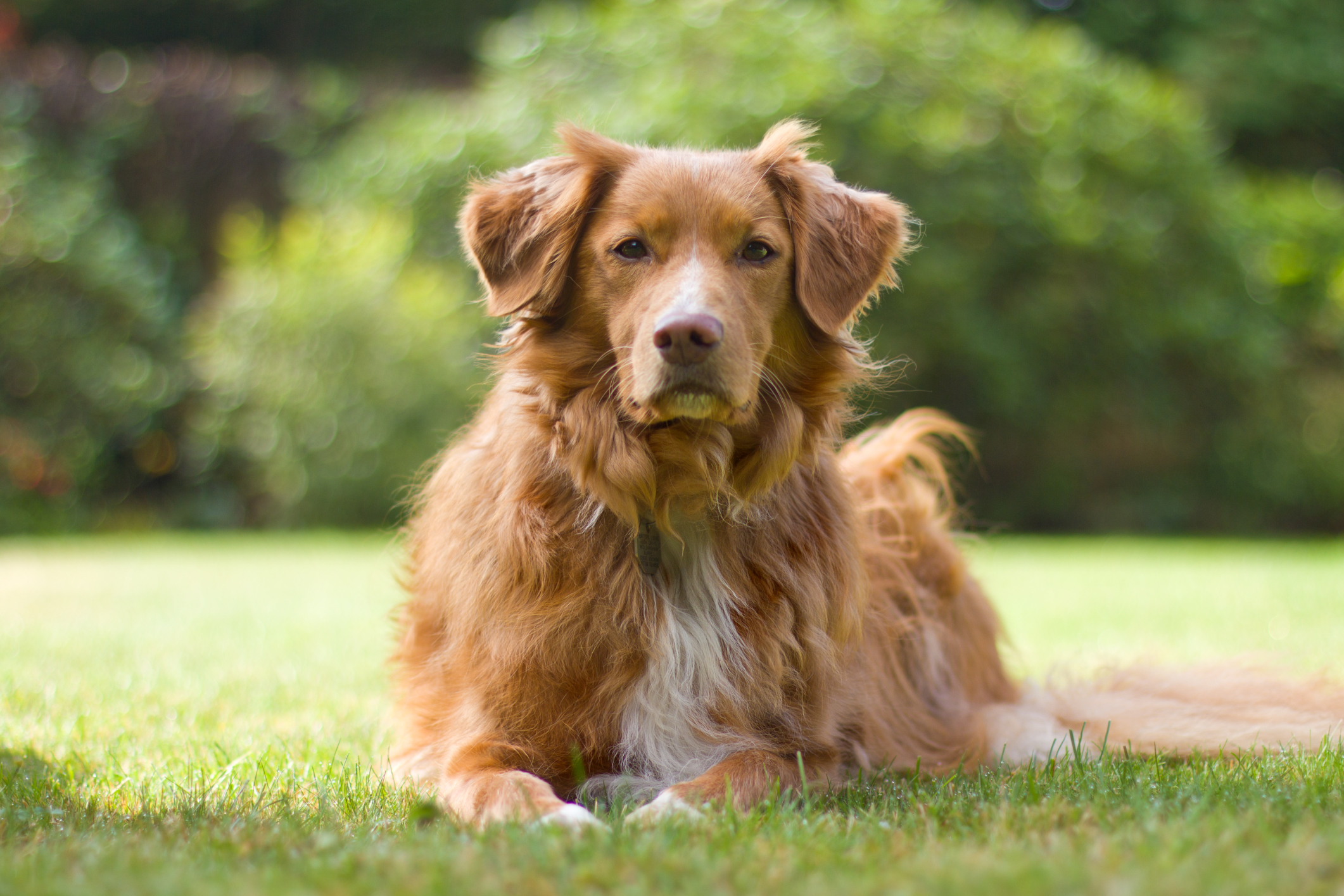 small sized breeds small sized breeds breeds picture small sized breeds small sized breeds breeds picture