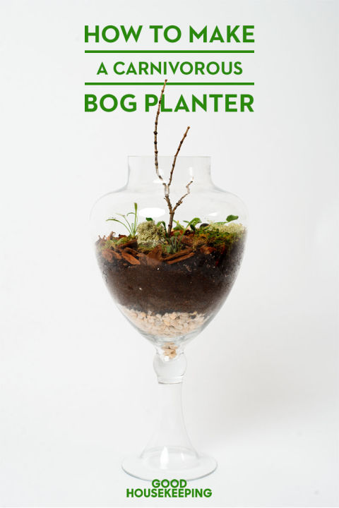 Carnivorous Bog Planter