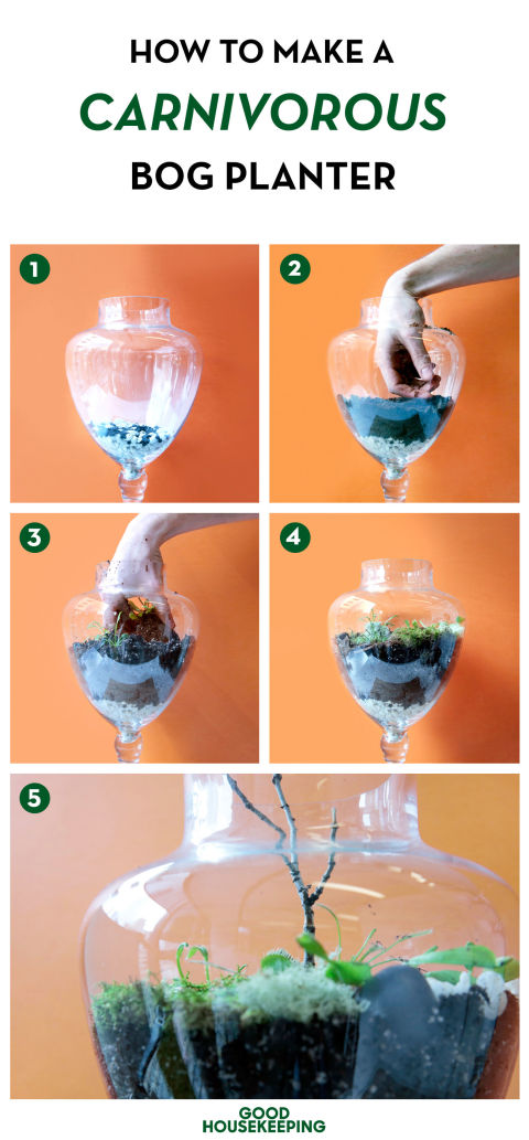 carnivorous bog planter