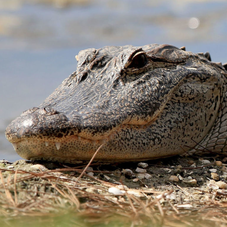 2YearOld Killed by Alligator at Disney World Toddler Drowned by