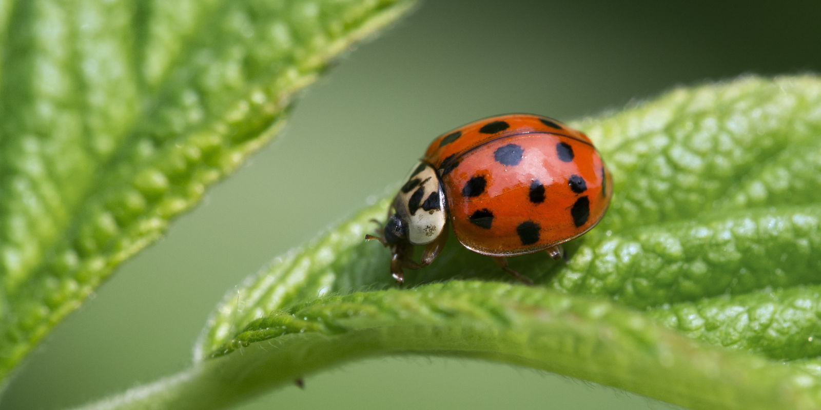 Home Remedy For Asian Lady Beetles