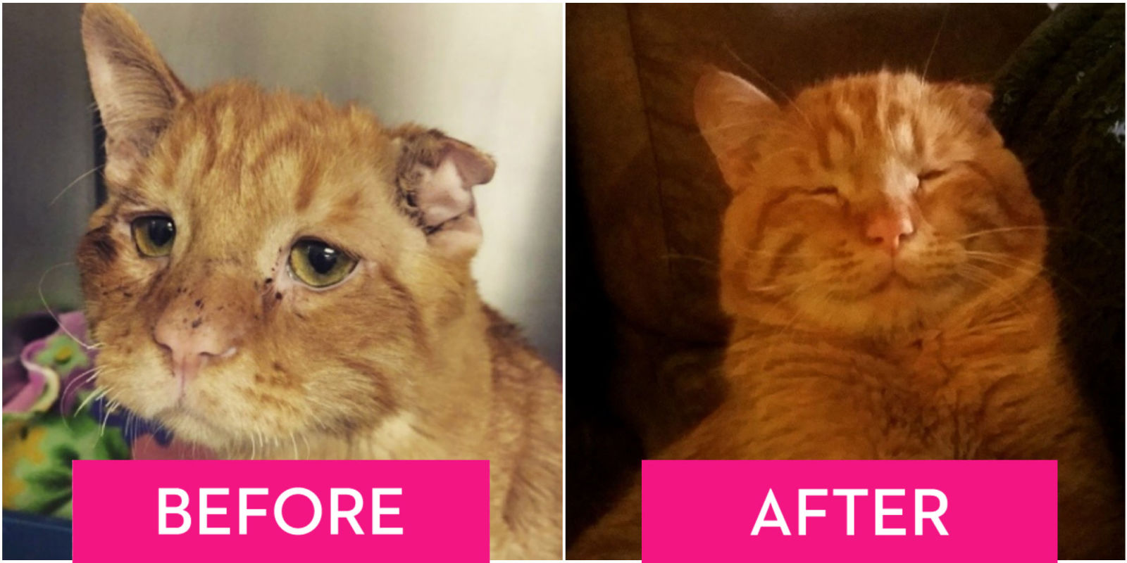 Wellness Cat Food Reviews Wellness Cat Food Reviews