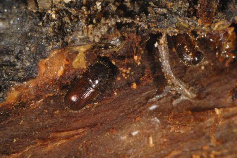 Bark beetles