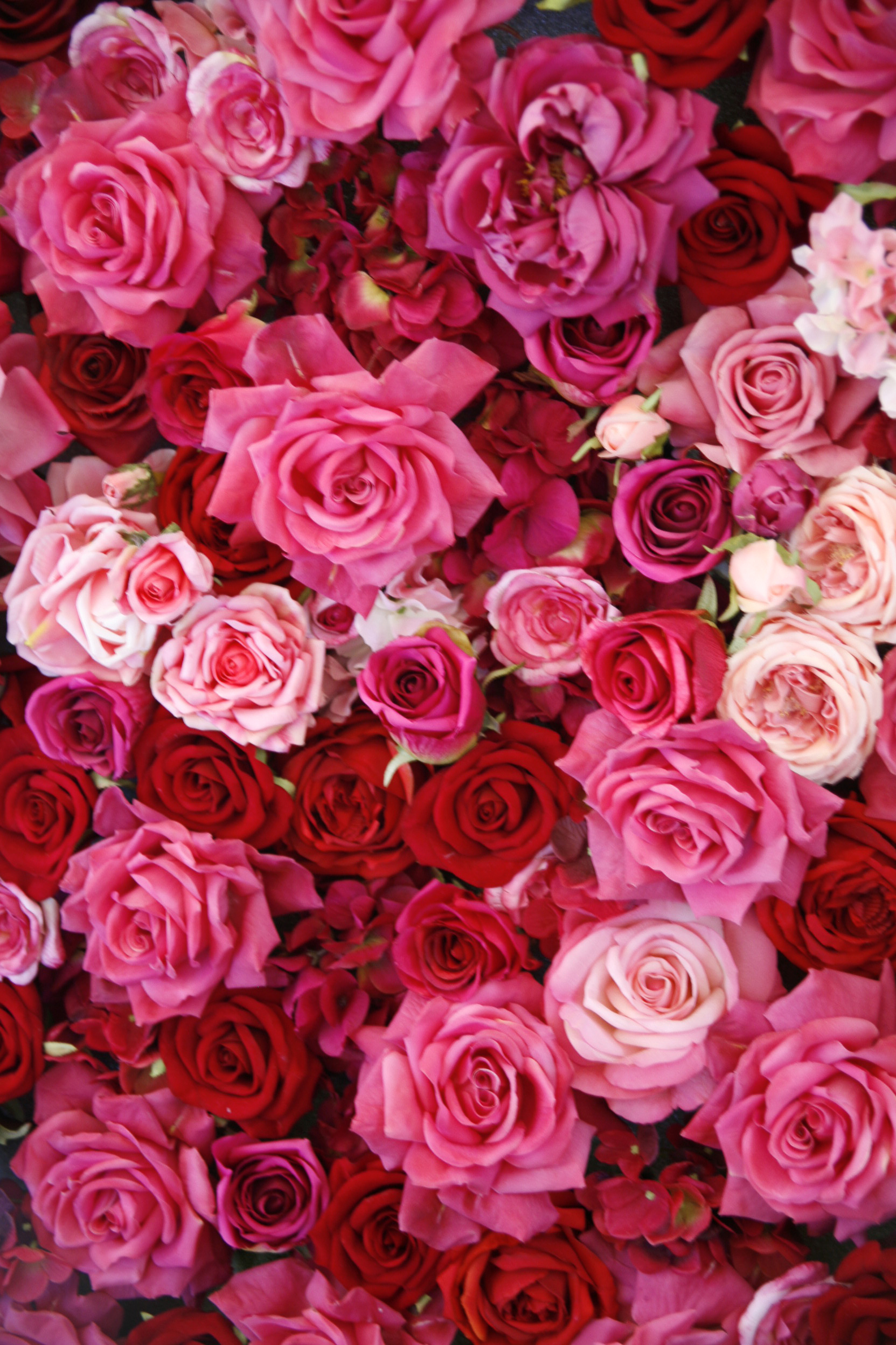 14 rose color meanings what do the colors of roses mean red christmas nails