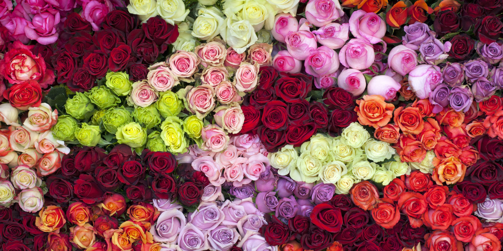 14 Rose Color Meanings What Do The Colors Of Roses Mean For Valentine 