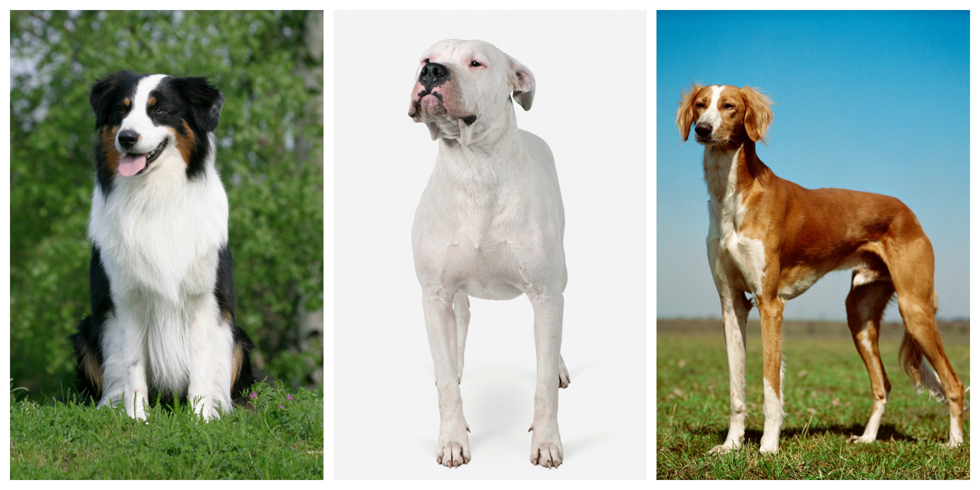 The Breeds to Watch at the Westminster Dog Show