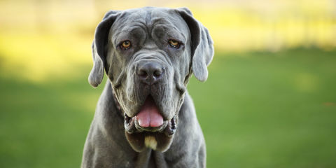Totally Unique Names For A Huge Dog Breed Totally Unique Names For A Huge Dog Breed