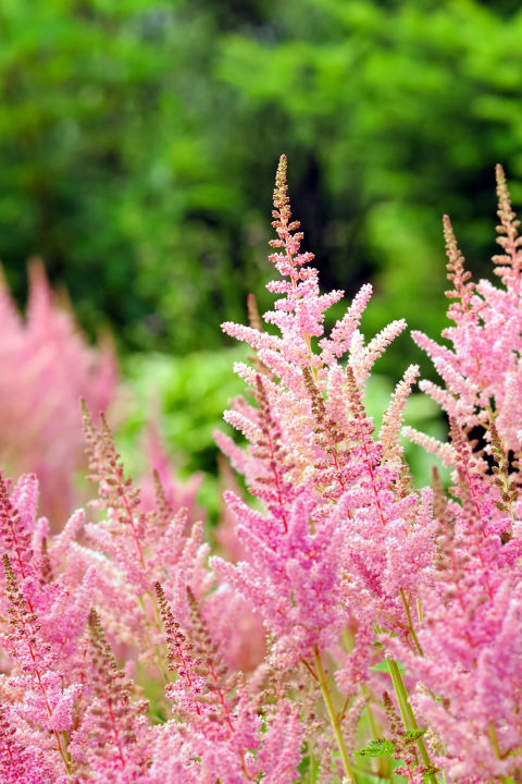 15 Best Summer Flowers Beautiful That Bloom All Astilbe