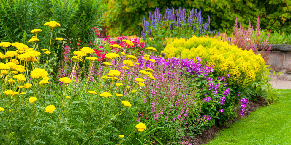 15 Best Summer Flowers Beautiful That Bloom All Summer Flowers