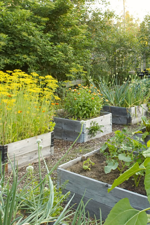 How to Build a Raised Garden Bed DIY Container Garden As for materials regular wood won t hold up to rain and moisture Instead opt for vinyl or pressure treated lumber which is specifically designed