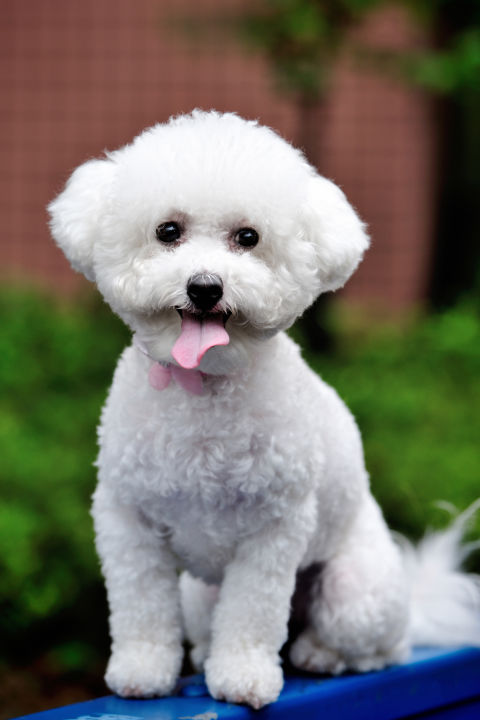 20 Dogs That Don't Shed Much - Hypoallergenic Dog Breeds 20 Dogs That Don't Shed Much - Hypoallergenic Dog Breeds