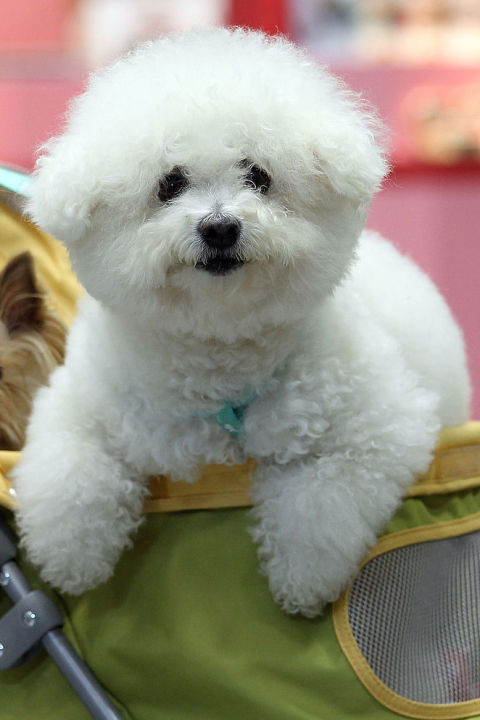 small white dogs fluffy breeds www pixshark images galleries with a bite small white dogs fluffy breeds www pixshark images galleries with a bite