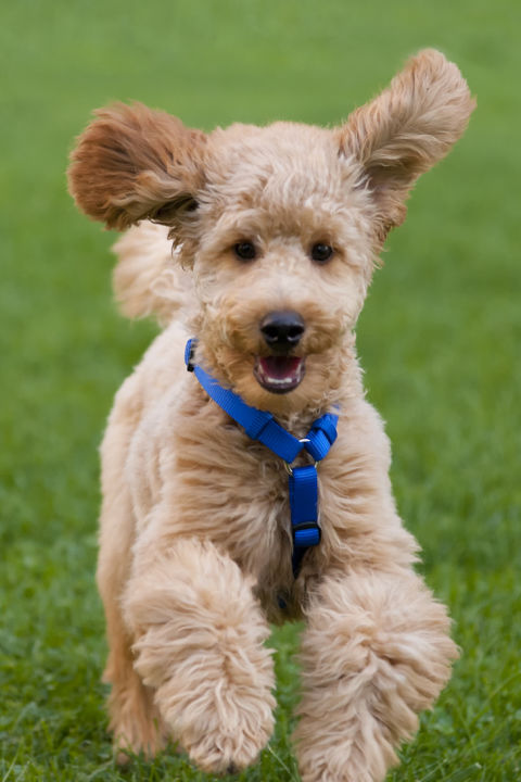 Dog Breeds Good At Following Commands Dog Breeds Good At Following Commands