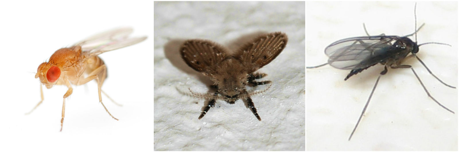 How to Get Rid of Those Pesky Gnats Plaguing Your Kitchen Vertical