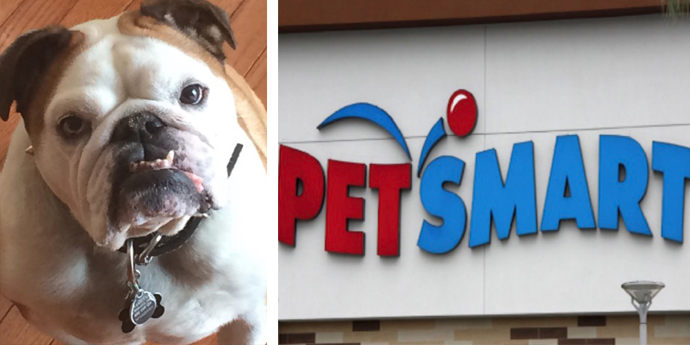 Owners Claim Their Dogs Died After PetSmart Groomings in New Jersey