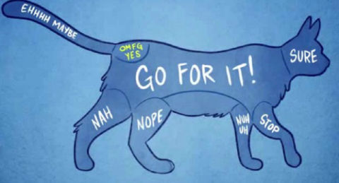 how to your to like cats the right way to pet animals how to pet your cat or how to your to like cats the right way to pet animals how to pet your cat or