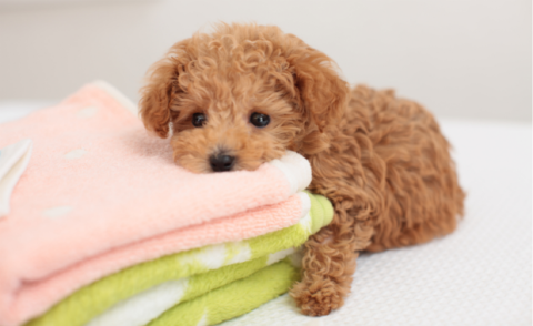 How Long Can Puppies Go Without Food How Long Can Puppies Go Without Food