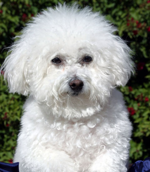 havanese biting problems behavior problems questions about behaviors havanese biting problems behavior problems questions about behaviors