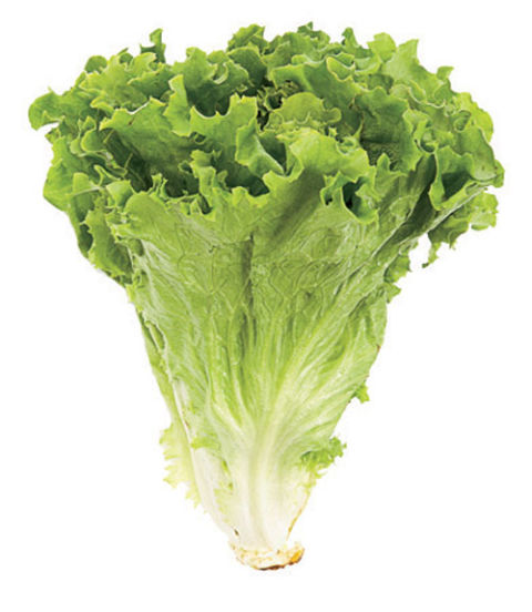 [Image: 54ff047238f22-green-leaf-lettuce-0707-xl.jpg]