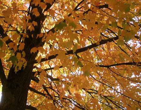 essay on autumn season essay on autumn season