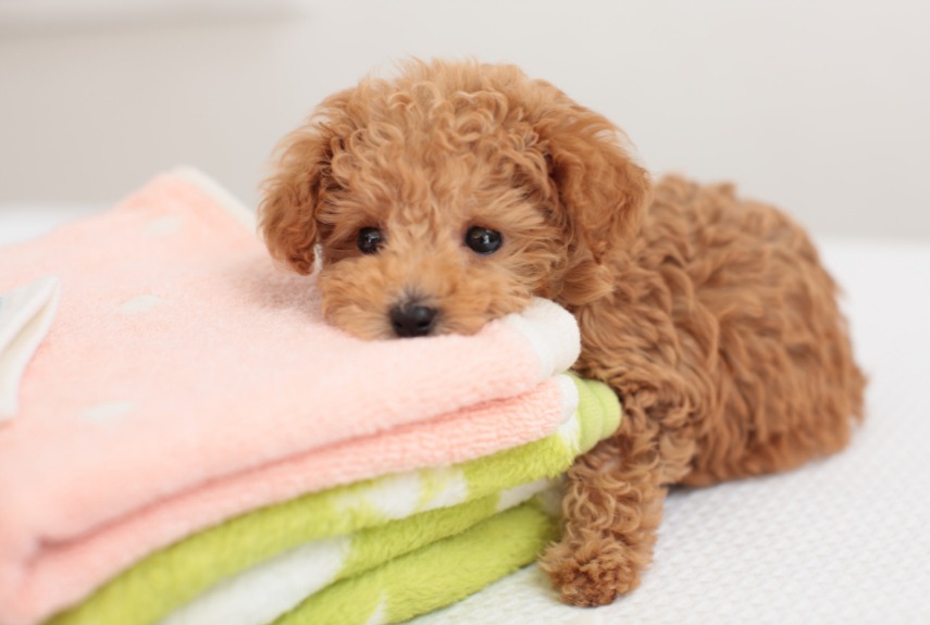 How To Give A Dog A Good Massage Youtube How To Give A Dog A Good Massage Youtube