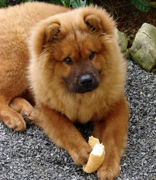 Dog Friendly Cars Australia Dog Friendly Cars Australia