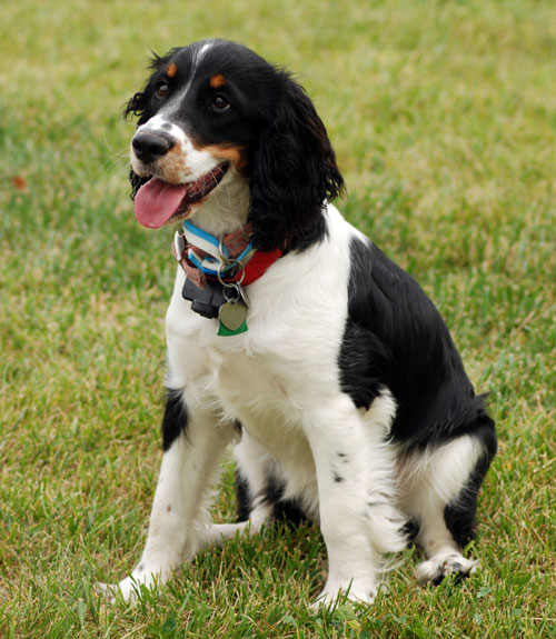 sized dogs medium dogs www pixshark images galleries with a bite sized dogs medium dogs www pixshark images galleries with a bite