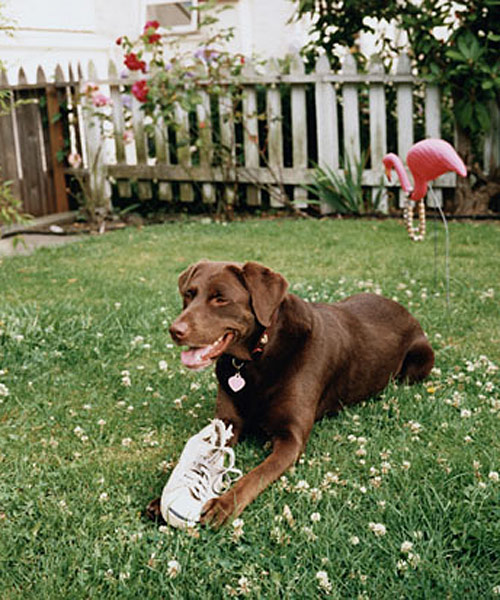 How To Keep Dog In Yard | how to keep dog in yard how to keep dog in yard best to keep dog in yard without fence How To Keep Dog In Yard | how to keep dog in yard how to keep dog in yard best to keep dog in yard without fence