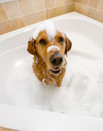flea bath for puppies safe flea and tick for dogs and cats flea bath for puppies safe flea and tick for dogs and cats