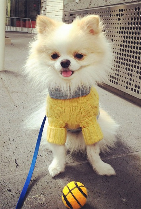 Cute Dogs in Sweaters Dogs on Instagram Wearing Sweaters