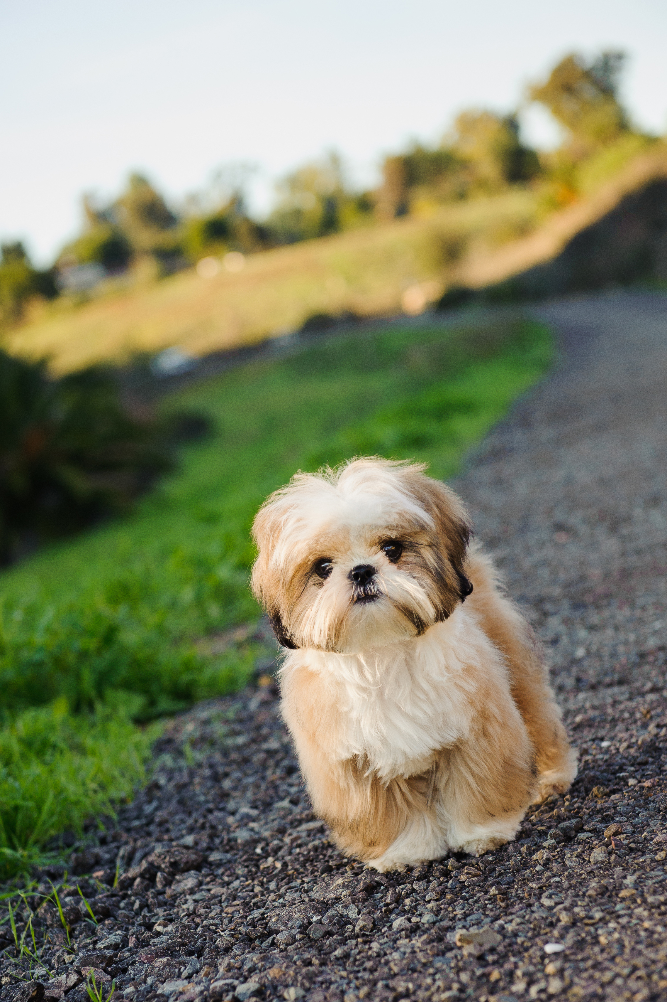 20 Dogs That Don t Shed Much Hypoallergenic Dog Breeds 20 Dogs That Don t Shed Much Hypoallergenic Dog Breeds