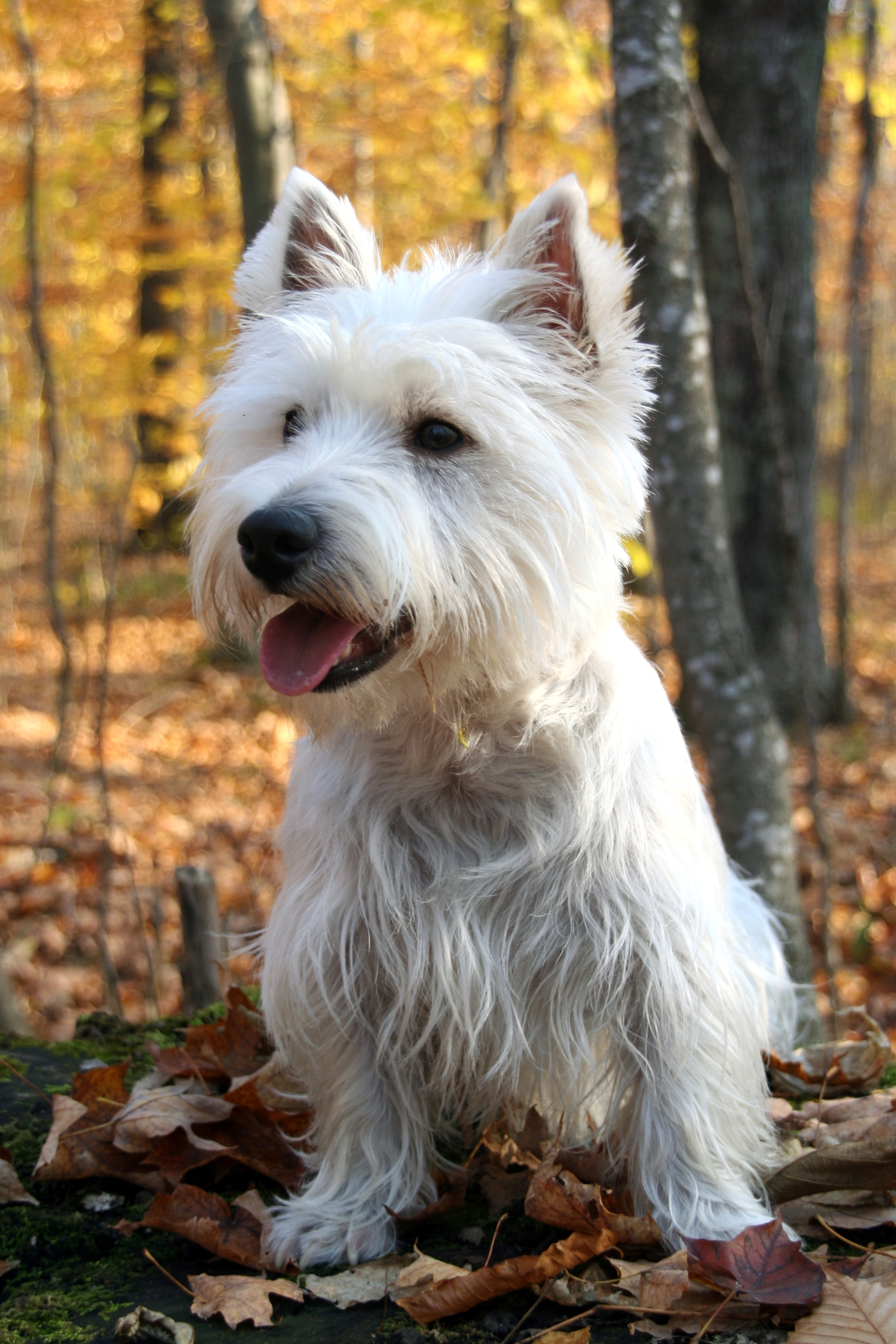 20 Dogs That Don t Shed Much Hypoallergenic Dog Breeds 20 Dogs That Don t Shed Much Hypoallergenic Dog Breeds