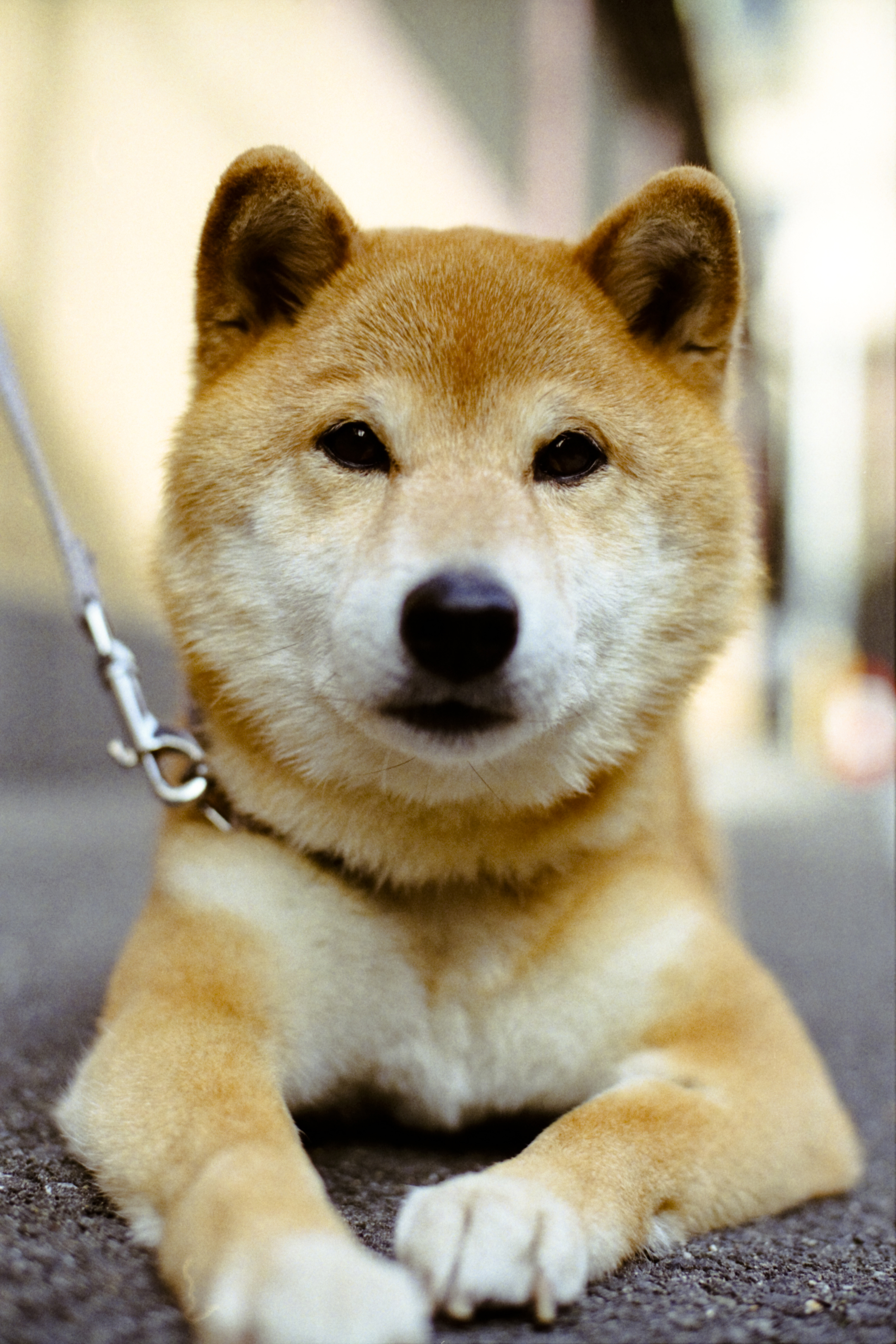 15 Quiet Dog Breeds Dogs That Don t Bark 15 Quiet Dog Breeds Dogs That Don t Bark