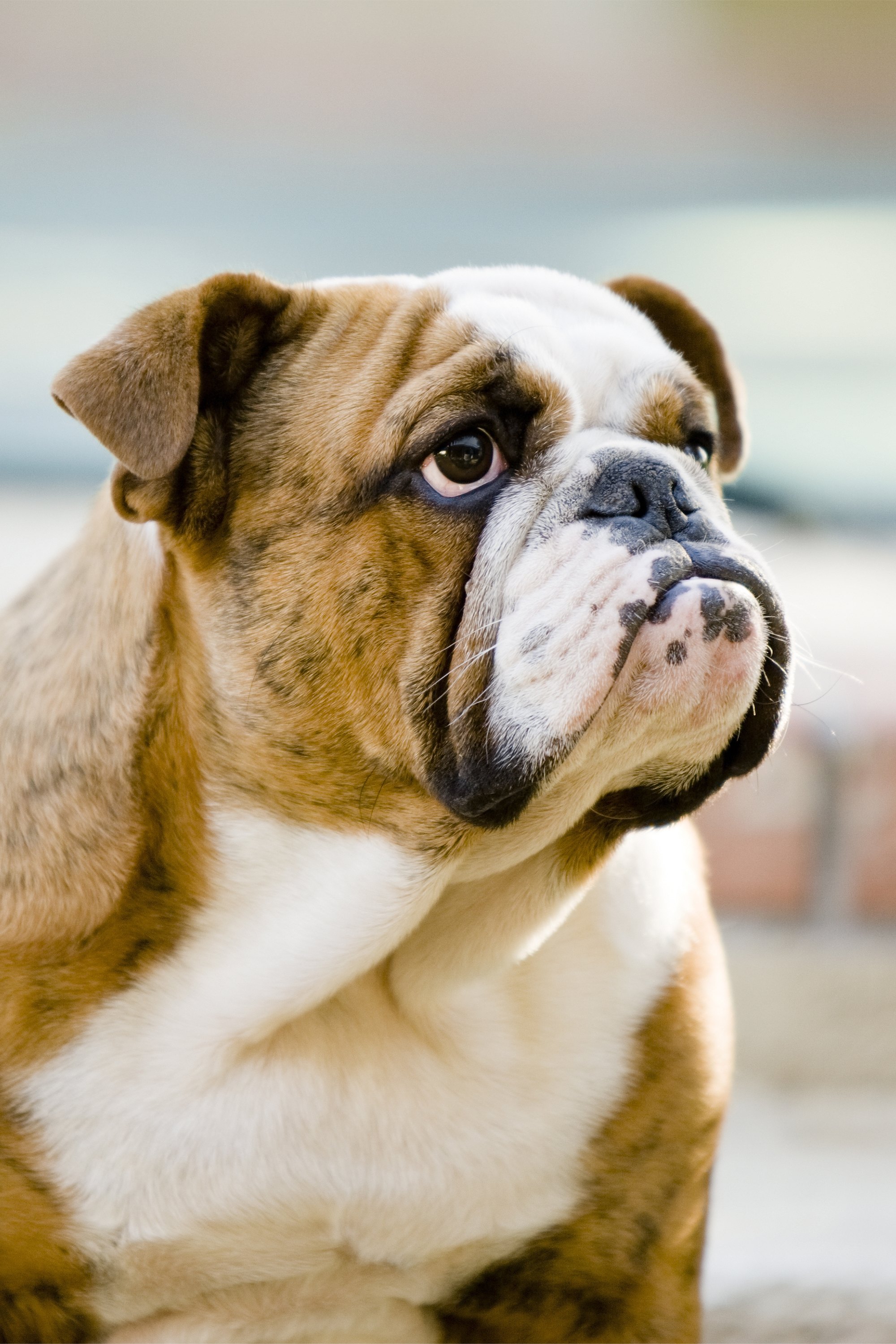 15 Quiet Dog Breeds Dogs That Don t Bark 15 Quiet Dog Breeds Dogs That Don t Bark