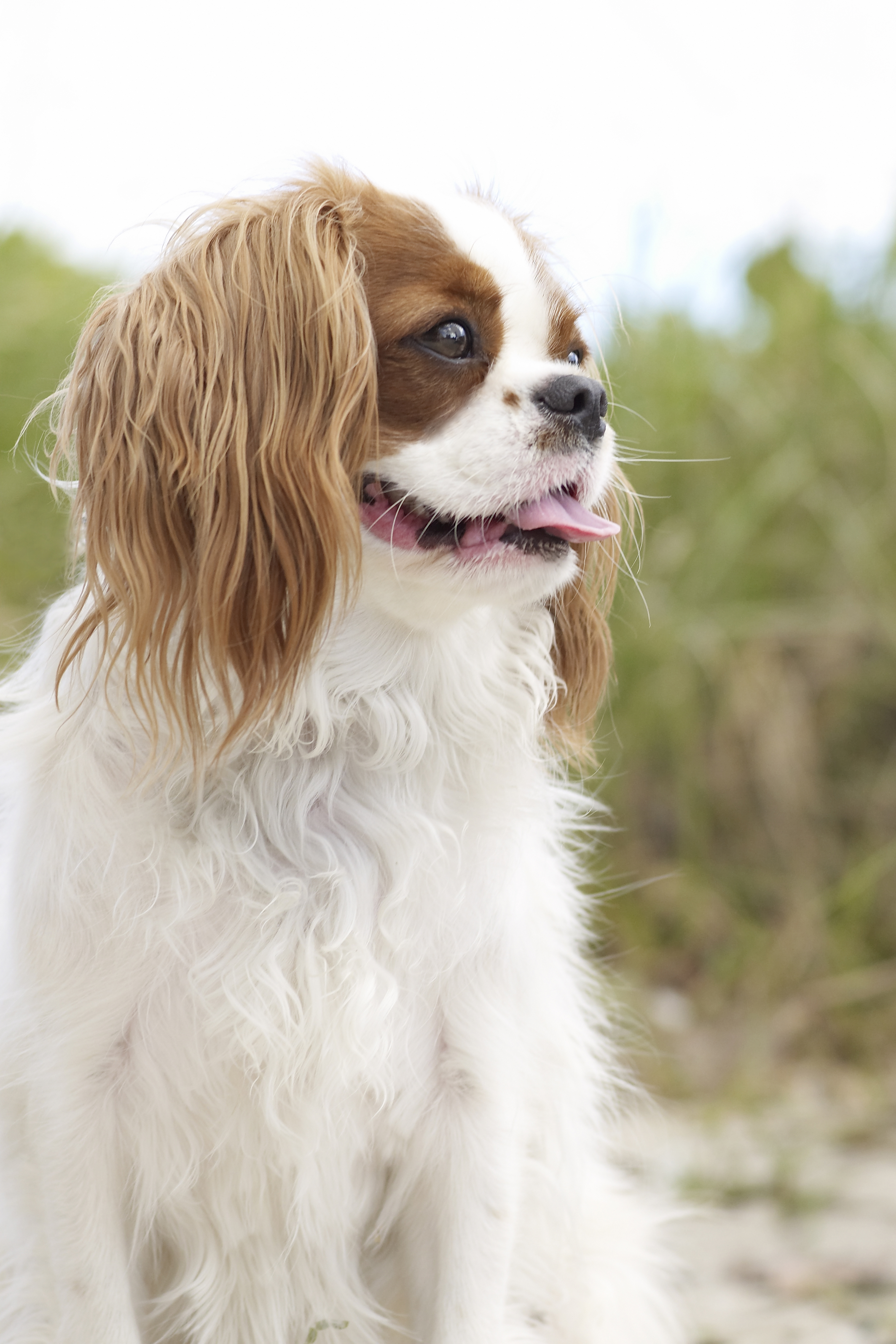 15 Quiet Dog Breeds Dogs That Don t Bark 15 Quiet Dog Breeds Dogs That Don t Bark