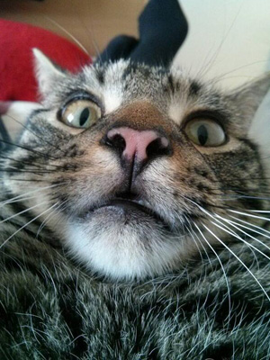 5509201226965-ghk-surprised-cat-selfie-mdn.jpg